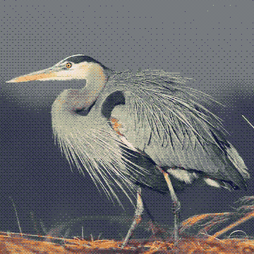 birding