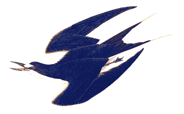 birding